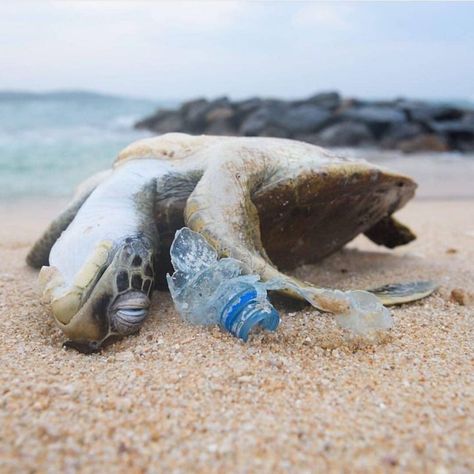 Perfect visualization of what plastic does to marine animals 😩☠️🚫 - Every year 692,000 dump trucks full of plastic is dumped into our… Save Our Earth, Save Our Oceans, Marine Conservation, Mean People, Plastic Pollution, Marine Animals, Ocean Animals, Save Earth, Plastic Bags