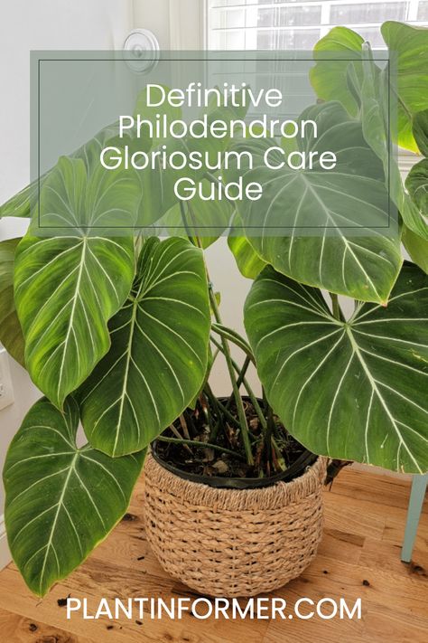 Discover the essentials of Philodendron Gloriosum care, including the perfect soil mix and watering tips for thriving plants. Philodendron Gloriosum Dark Form, Philodendron Gloriosum Care, Philodendron Care, Philodendron Gloriosum, Philodendron Plant, Thriving Garden, Plant Guide, Indoor Gardening, Easy Garden