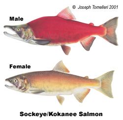 Sockeye Salmon Kokanee Salmon, Stanley Idaho, Fish Hatchery, Sockeye Salmon, Inuit Art, Principles Of Art, Exotic Fish, Reference Images, State Park