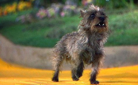 I got Toto! As an Aries, you’re creative, generous, and hilarious. You would do anything for your friends, and you’re always smiling. Toto is a perfect match for you. | Which "Wizard Of Oz" Character Are You Based On Your Zodiac Sign? Wizard Of Oz Dog, Epic Facts, Wizard Of Oz Characters, Wizard Of Oz Movie, Old Yeller, Wizard Of Oz 1939, Oz Movie, What Kind Of Dog, Film Icon