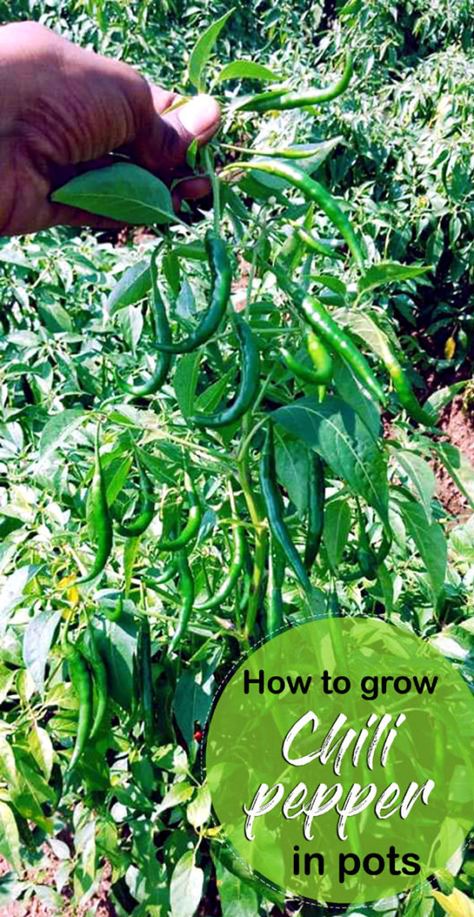 Chilli Plant Care, Growing Chili Peppers, Kitchen Courtyard, Chili Pepper Plant, Hot Peppers Plants, Gardener Aesthetic, Turkey Hill, Chilli Plant, River Rock Garden