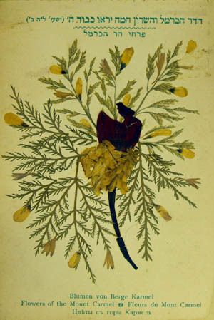 Pressed flowers from Mount Carmel Mount Carmel, History Of Art, The Holy Land, Holy Land, Pressed Flower, Pilgrimage, Botany, Pressed Flowers, Rooster