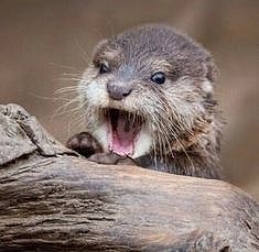 Cute Otter Wallpaper, Otter Wallpapers, Cute Otters, Otter Pup, Wallpapers For Phone, Cute Otter, Wallpaper Computer, Otters, Real People