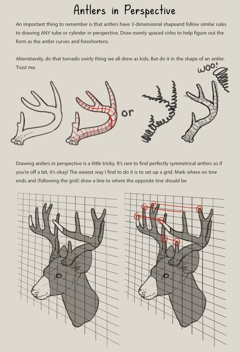 Deer Antlers Side View, Antler Drawing Reference, Antler Reference, Deer Side View, Deer Antlers Drawing, Types Of Deer, Antlers Drawing, Deer Reference, Deer Ears