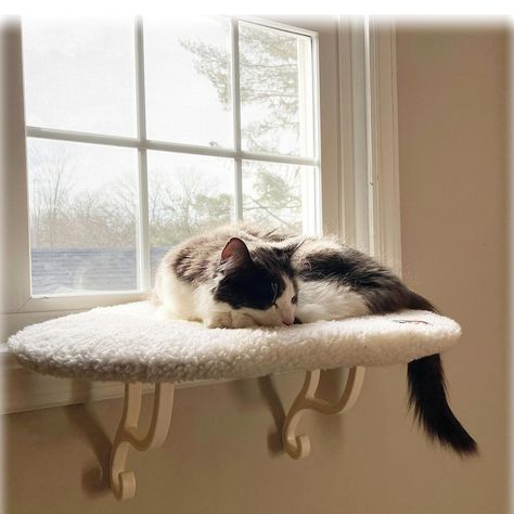 Kitty Sill Window Perch Cat Window Seat, Cat Window Hammock, Heated Cat Bed, Cat Window Perch, Cool Cat Trees, Window Perch, Cat Houses, Cat Lounge, Heating Pads