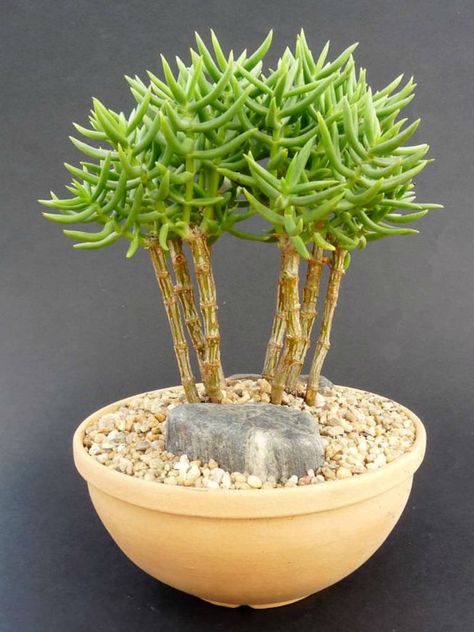 Miniature Pine Tree - Crassula tetragona - Miniature Pine Tree is an evergreen succulent plant up to 3.3 feet (1 m) tall. The narrow, almost needle-like foliage and sparsely... Succulent Bonsai, Succulent Seeds, Succulent Soil, Growing Succulents, Succulents In Containers, Jade Plants, Succulent Care, Unusual Plants, Bonsai Plants