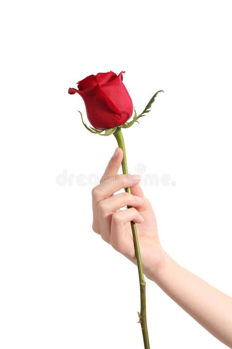 Beautiful woman hand holding a red rose. And showing her manicure on a white iso #Sponsored , #ad, #AD, #hand, #Beautiful, #red, #holding Holding Rose Pose, Rose Pfp, Hand Holding Rose, Holding Hands Drawing, Rose In Hand, Rose Reference, Hands Holding Flowers, Burning Rose, Rose Flower Photos