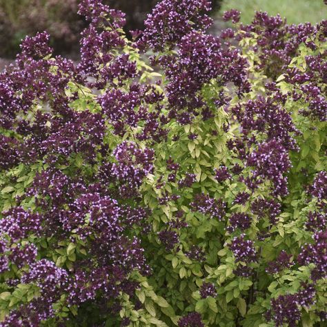 Oreganum 'Drops of Jupiter' Ornamental Oregano, Yard Makeover, Drops Of Jupiter, Perennial Herbs, Proven Winners, Pollinator Garden, Plant Spacing, Garden Guide, Yellow Leaves