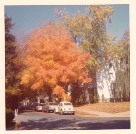 Deltarune Aesthetic, Illya Darling, Fall Mood Board, Orange Leaves, Season Of The Witch, Fall Feels, Best Seasons, We Fall In Love, Autumn Aesthetic