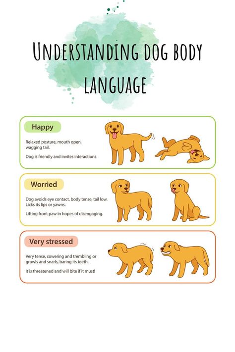 Understanding dog body language #dog body language #dog body language signs #dog body language chart #body language of dogs Dog Body Language Signs, Frosty Paws, Body Language Signs, Dog Body Language, Too Much Estrogen, Cat Language, Lip Care Routine, Dog Health Tips, Secret Language