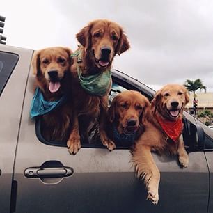 Golden Retriever Mix, Retriever Puppy, Squad Goals, Golden Retrievers, 로고 디자인, Funny Cartoon, Beautiful Dogs, 귀여운 동물, Animals Friends