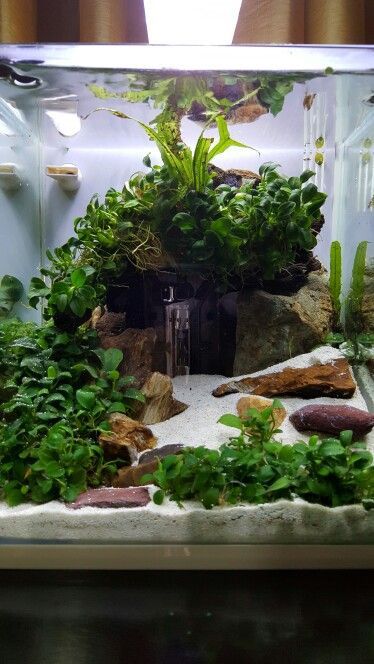 Betta Aquascape Ideas, Fish Tank Decorations Themes, Diy Fish Tank Decorations, Natural Aquarium Ideas, Cool Fish Tank Ideas, Cute Fish Tank Ideas, Colorful Fish Tank, Fish Tank Themes Ideas, Nano Fish Tank