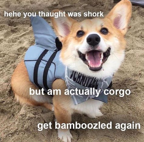 Doggo bamboozle! Welsh Corgi Pembroke, Corgi Puppy, Cute Corgi, Pembroke Welsh Corgi, Corgi Dog, Welsh Corgi, Shiba Inu, 귀여운 동물, Dog Accessories