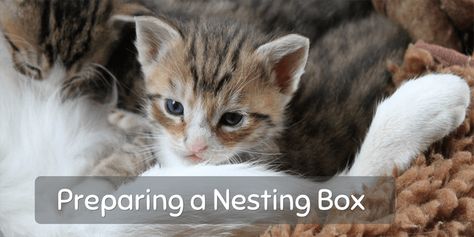 Preparing A Nesting (Queening) Box For A Cat - Cat-World Queening Box For Cats, Cat Nesting Box Ideas, Birthing Box For Cats, Welping Box, Cat Pregnancy, Cat Birth, Whelping Box, Pregnant Cat, Puppy Pads Training