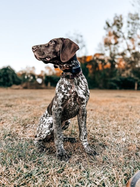 Gsp Aesthetic, German Short Haired Pointer, English Pointer Dog, German Shorthair Pointer, Gsp Dogs, Short Haired Pointer, Gsp Puppies, Hunting Pictures, English Pointer