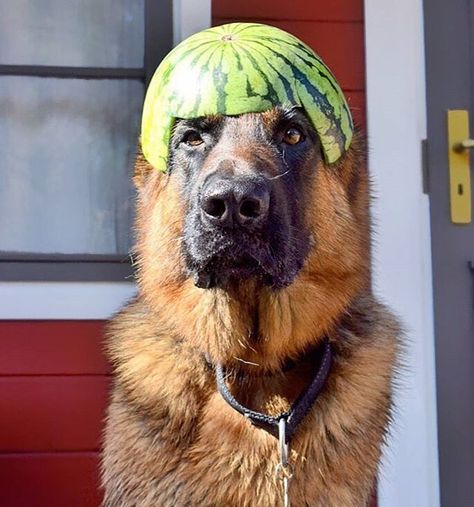 Does this melon helmet make me look like a soldier? @mr_ricoslife #germanshepherds #germanshepherdmemes #germanshepherdphotos #germanshepherddog #gsdstagram #germanshepherdpictures#gsd #gsdphotos #gsdpictures German Shepherd, German Shepherds, German Shepherd dog, german shepherd memes, german shepherd photos, gsdstagram, german shepherd pictures, gsd, gsdphotos, gsd pictures Funny Pictures Of Animals, German Shepherd Memes, German Shepherd Photos, German Shepherd Pictures, German Shepherd Funny, Funny German Shepherd, Puppy Obedience Training, Positive Dog Training, Basic Dog Training