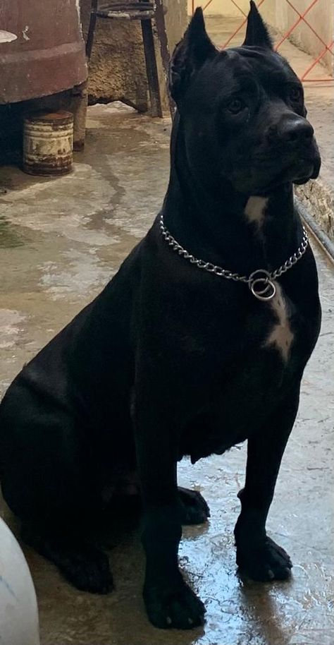 All Black Dog, King Corso Dog, King Corso, Dogs Tattoo Ideas, Dog Ear Tattoo, Dog Line Art Tattoo, Cane Corso Dog Breed, Dog Pfp, Cane Corso Italian Mastiff