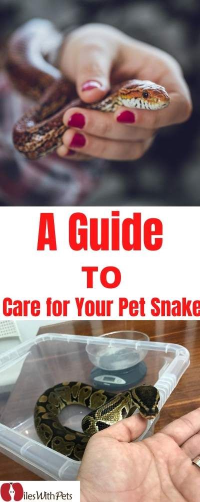 Snake Care For Beginners, Snake Information, Snake Care, Animal Farming, Companion Animals, Coral Snake, Pet Area, Corn Snake, Pet Snake