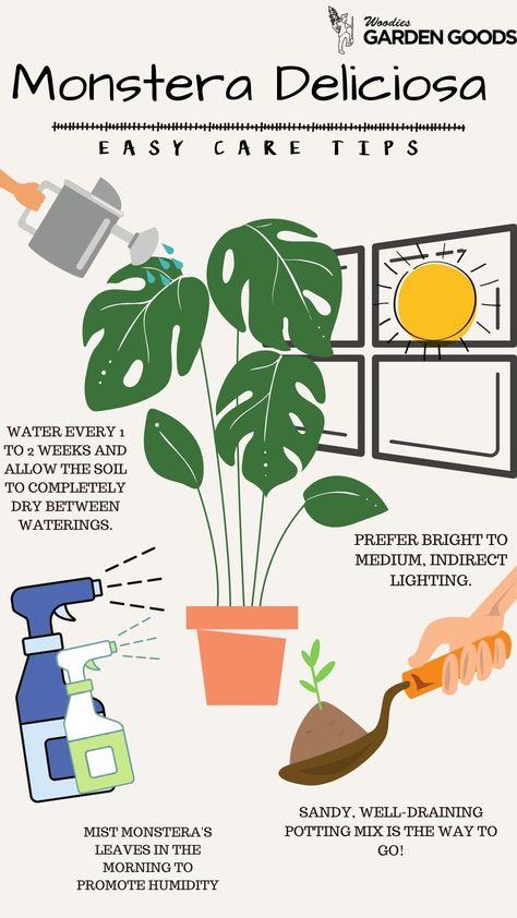 Monstera Plant Placement, How Much Light Does A Monstera Need, Montesara Plant Care, Monstera Plant Hacks, Care For Monstera Plant, Planting Monstera Cuttings, Monstra Plant Care, How To Take Care Of Monstera Plant, Best Soil For Monstera Plant