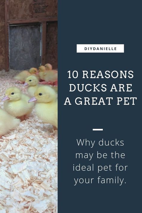 Ducks as Pets: Pros and Cons. Are ducks the right choice for a backyard pet? #ducks #homesteading #pets Duck As A Pet, Pet Ducks Indoor, Duck Pets, Ducks As Pets, Muscovy Ducklings, Keeping Ducks, Muscovy Ducks, Pet Duck, Duck Stuff