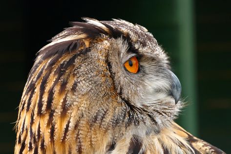 Owl Side Profile, Owl Mask, Eye Close Up, Eagle Owl, Screech Owl, Birds Photography, Architecture Books, Side Profile, Books Art