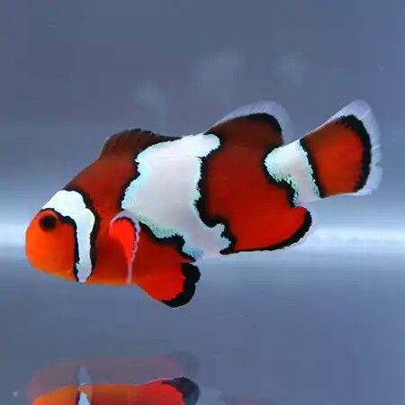 Black ice clownfish Clown Fish Photography, Spongebob Costume, Fish Photography, Saltwater Aquariums, Saltwater Aquarium Fish, Saltwater Fish Tanks, Coral Fish, Salt Water Fish, Ocean Treasures