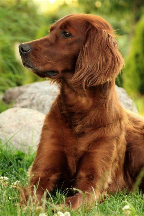 Tout savoir sur le Setter irlandais Blue Eyed Dog, Cute Pups, Most Beautiful Dog Breeds, Beautiful Dog Breeds, Dog Breeds List, Irish Setters, Most Beautiful Dogs, Cute Dog Photos, Beautiful Dog