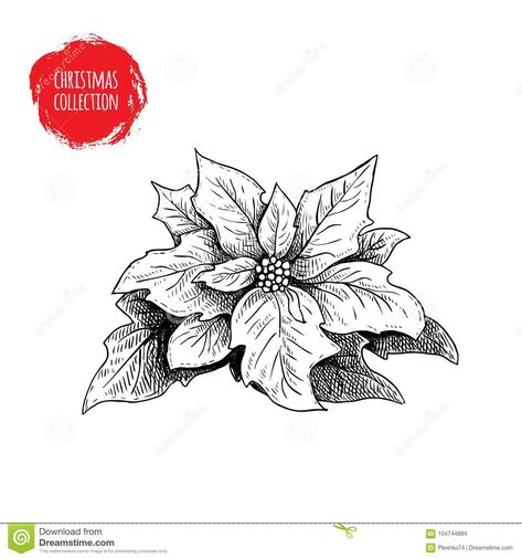 Ponsietta Tattoo, Pointsetta Flower Drawing, Winter Flowers Tattoo, Poinsetta Tattoo Design, Poinsettia Sketch, Christmas Flowers Drawing, Christmas Flowers Poinsettia, Husky Tattoo, Christmas Family Feud