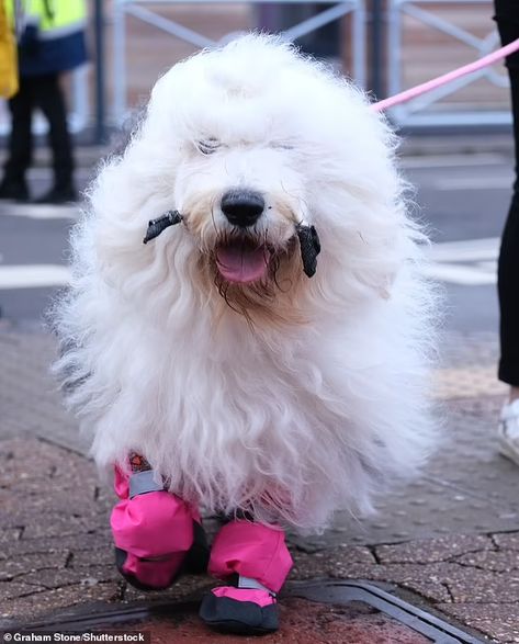 Crufts 2022: Dogs owners arrive in Birmingham for World's Largest Dog show | Daily Mail Online Worlds Largest Dog, Anime Puppy, Biggest Dog, Dog Print Tattoo, Largest Dog, Dog Line Art, Exhibition Centre, St Bernard Dogs, Dog Line