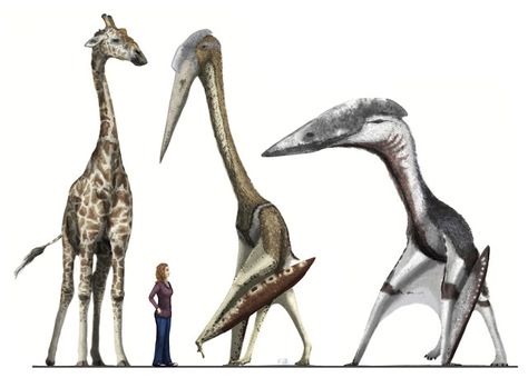 Mark Witton.com Blog: New paper: when the short-necked, giant azhdarchid pterosaur Hatzegopteryx ruled Late Cretaceous Romania Just how does our new 'short-necked' Hatzegopteryx compare to a regular, long-necked giant form? Something like this. That's our Industry Standard 5.8 m tall male Masai giraffe on the left, the Disacknowledgement centre left, Arambourigania centre right, and Hatzegopteryx on the right. Giraffe Humanoid, Hatzegopteryx Art, Mark Witton, Masai Giraffe, Prehistoric World, Ancient Animals, Paleo Art, Extinct Animals, Dinosaur Art