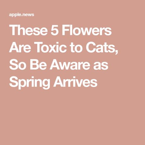 These 5 Flowers Are Toxic to Cats, So Be Aware as Spring Arrives Toxic To Cats, Living With Cats, Be Aware, Apple News, Flowers