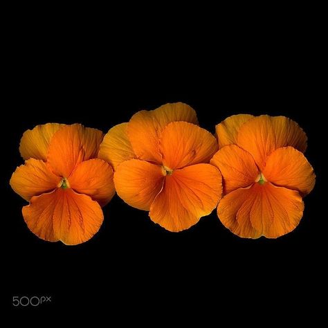 Orange Pansies, Orange Pansy, Indigo Photography, Pantone 2024, Orange Things, Orange Palette, Tangerine Dream, Orange Glow, Orange Citrus