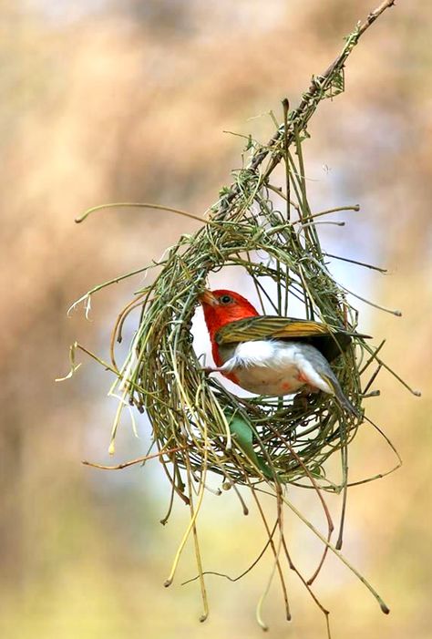 A male Red-headed Weaver bird (Anaplectes rubriceps). This crimson and white member of the weaver family is found in Africa’s tropical habitats south of the Sahara Desert. Weaver Bird, Bird Nests, Animal Illustration Art, The Sahara Desert, The Weaver, Finches, Sahara Desert, Bird Pictures, Exotic Birds