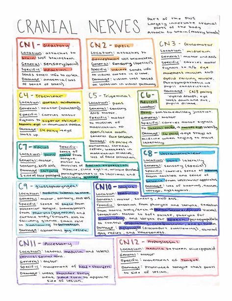 Cranial Nerves: A Comprehensive Guide to the 12 Pairs Facial Nerves Anatomy, Nerves Anatomy, Cranial Nerves Mnemonic, Nerve Anatomy, Sensory Motor, Facial Nerve, Cranial Nerves, Vision Loss, Facial Expression