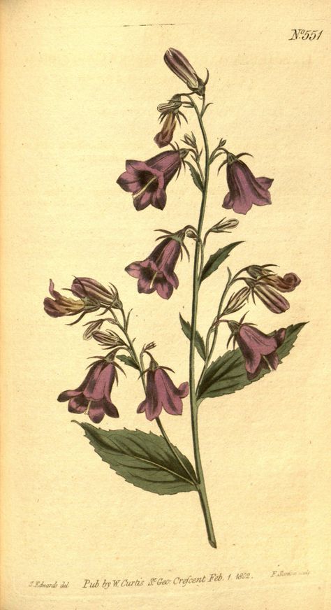 n124_w1150 | Curtis's botanical magazine.. London ;New York … | Flickr Larkspur Flower, Missouri Botanical Garden, Plant Book, Flower Silhouette, London Tattoo, Botanical Tattoo, Botanical Illustration Vintage, Fabric Stamping, Fairytale Illustration