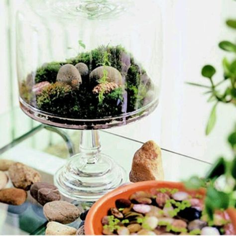 Cake stand garden Tiny Greenhouse, Cute Figurines, Coconut Lime Chicken, Terrarium Ideas, Trifle Dish, Cake Pedestal, Lush Lawn, Green Things, Garden Terrarium