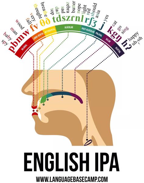 This infographic from Language Base Camp shows where the sounds that English speakers use are produced in the mouth and throat. Science Diagrams, Human Mouth, Speech Articulation, Phonetic Alphabet, Speech Path, Speech Pathology, Speech Language Therapy, Speech Language Pathology, Speech Therapy Activities