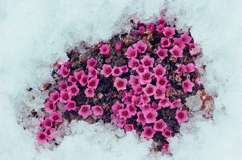 Purple saxifrage is one of the first tundra plants to flower in the Arctic. Arctic Plants, Purple Saxifrage, Tundra Plants, Touchstarved Game, Plants With Names, Arctic Flowers, Tundra Biome, Nunavut Canada, Ouroboros Tattoo