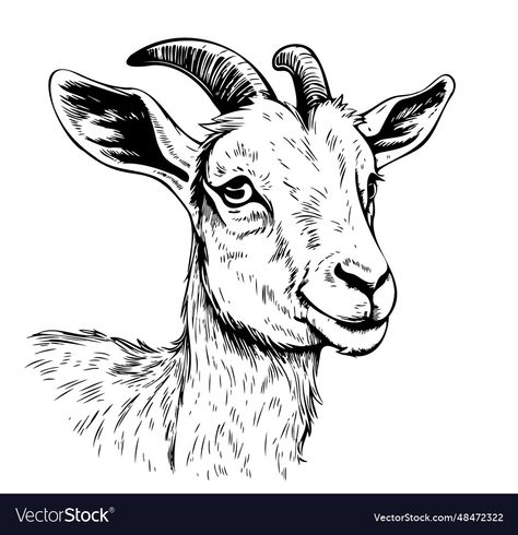 Nubian Goat Drawing, Farm Animal Sketches, Goat Drawing Sketch, Goat Svg Free, Goat Drawing Easy, Goat Drawings, Goat Sketch, Goat Drawing, Goat Illustration