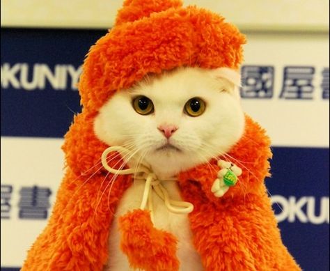 Jealous Meme, White Cat Meme, Orange Clothes, Don't Be Jealous, Cat Dressed Up, Japanese Cat, Great Cat, Cat Fashion, Cat Dresses