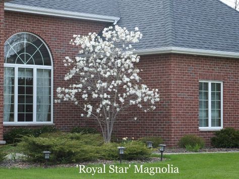 Royal Star Magnolia blooms in March, beautiful for ceremony front Edinburgh Landscape, Royal Star Magnolia, Star Magnolia, Foundation Planting, Magnolia Trees, Ornamental Trees, Love Garden, Garden Landscape Design, Summer Projects