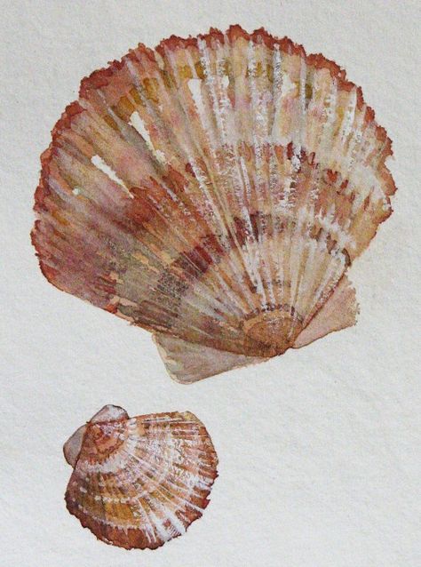 Shell Drawing, Natural Form Art, Wallpaper 2024, Art Coquillage, Gcse Art Sketchbook, Sea Life Art, Watercolor Journal, Arte Inspo, Arte Sketchbook