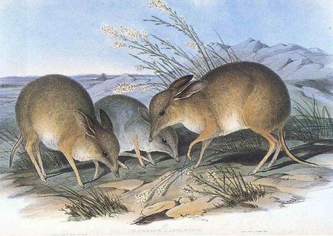 These 20 Creatures Could Fit in a Prehistoric Breadbox: Smallest Prehistoric Marsupial - The Pig-Footed Bandicoot (A Few Ounces) Pre Historia, Australian Mammals, Prehistoric Age, Dead Animals, Species Extinction, Ancient Animals, Extinct Animals, Prehistoric Creatures, Prehistoric Animals