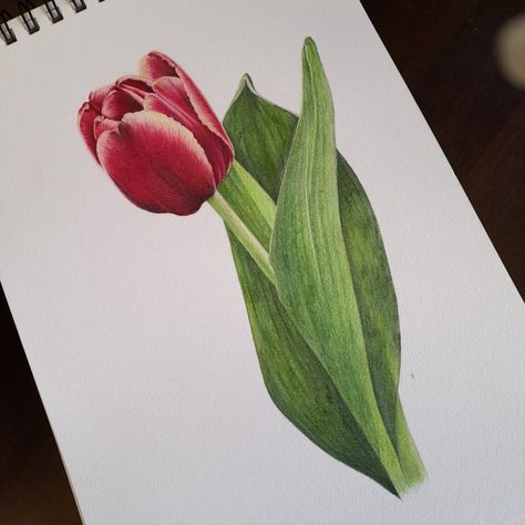 Tulip 🌷 drawing coloured pencils Drawing With Colored Pencils, Pencil Flowers, Tulip Drawing, 2023 Art, Watercolor Tulips, Pen Art Drawings, Copic Marker, Colored Pencil Drawing, Botanical Painting