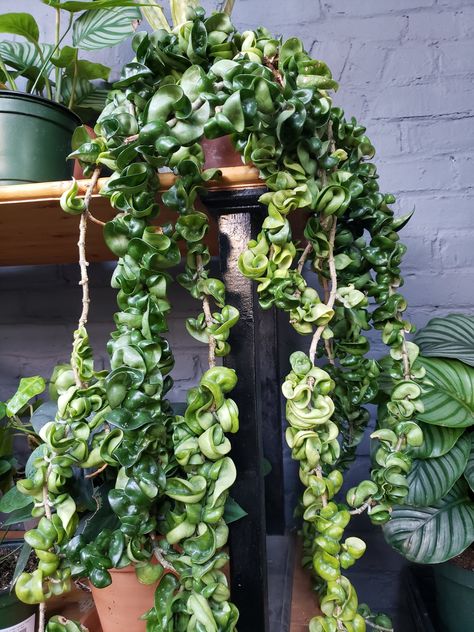 Hoya Rope, Hoya Carnosa Compacta, Hoya Compacta, Twisted Vines, Hindu Rope Plant, Wishlist Plants, Rope Plant, Tall Indoor Plants, Plant Inspiration