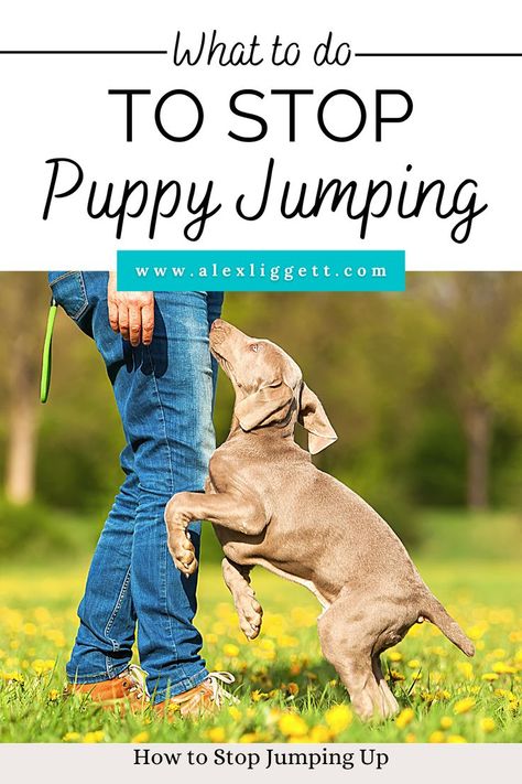 puppy jumping on people | puppy jumping | how to stop puppy jumping | stop puppy jumping | stop puppy jumping golden retriever | stop puppy jumping on counter | how to stop puppy jumping on people | how to stop puppy from jumping Golden Retriever Jumping, Bringing Home Puppy, Puppy Jumping, Shelter Dogs Adoption, Puppy Schedule, Puppy Announcement, Puppy List, Puppy Training Schedule, New Puppy Checklist