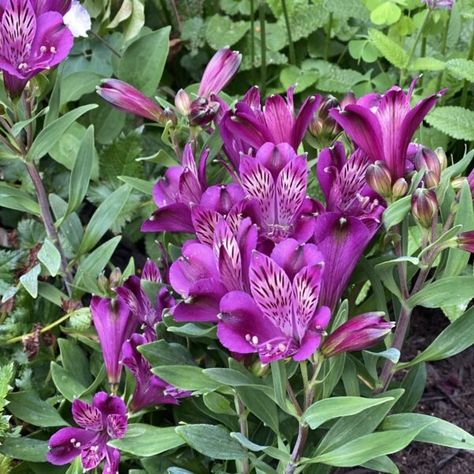 Alstroemeria Purple, Peruvian Lily, Long Vase, Peruvian Lilies, Window Garden, Violet Flowers, Beautiful Flowers Photography, Lily Plants, Purple Garden