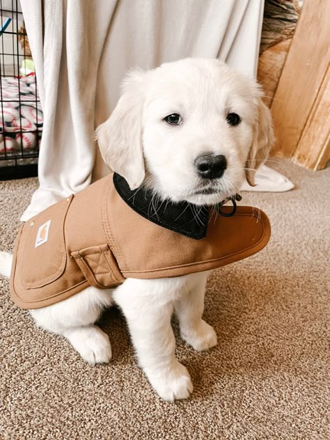 English Cream Retriever Puppy, English Cream Retriever, English Cream Golden Retriever Puppy, English Creme Golden Retriever, Golden Retriever English Cream, English Golden Retriever Puppy, English Cream Golden Retriever, English Golden Retrievers, Preppy Dog