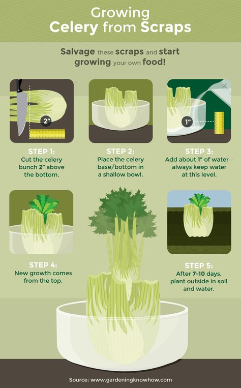 Growing From Scraps, Regrow Vegetables From Scraps, How To Grow Celery, Grow Celery, Growing Celery, Plantarea Legumelor, Regrow Vegetables, Vegetable Scraps, Growing Veggies