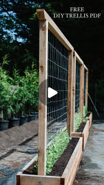 Tasha Medve | 🌿sustainable living on Instagram: "Comment "trellis" to get the FREE booklet on how to build this trellis! A step by step!

It's here!!!!!!!!!!! Everyone has been waiting for the DIY trellis booklet (well maybe not everyone 🤪) and I'm excited to be able to sent it to you!

It's FREE friend! 

Comment "trellis" below! 

#peawall #trellis #diy #diytrellis #garden101 #garden101 #backyardgarden #growpeas #gardeningwithkids #backyardgarden #growingyourownfood #sustainablehome #freerangekids" Trellis Ideas Garden, Outdoor Trellis Ideas, Plants Trellis, Climbing Plants Trellis, Garden Trellis Ideas, Pea Trellis, Backyard Flowers Beds, Wire Trellis, Garden Arch Trellis